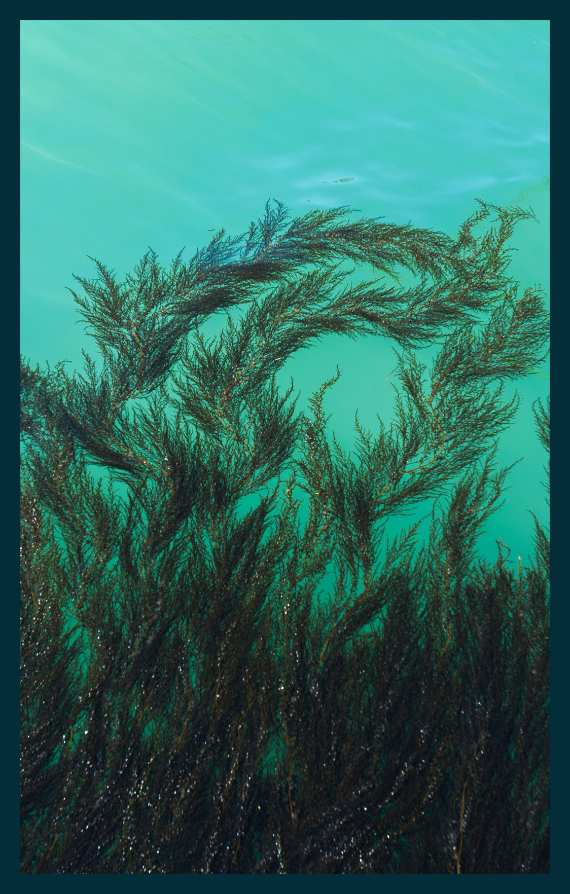 Kelp